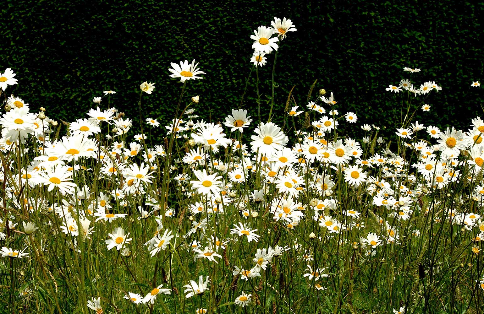 garden08 image 09