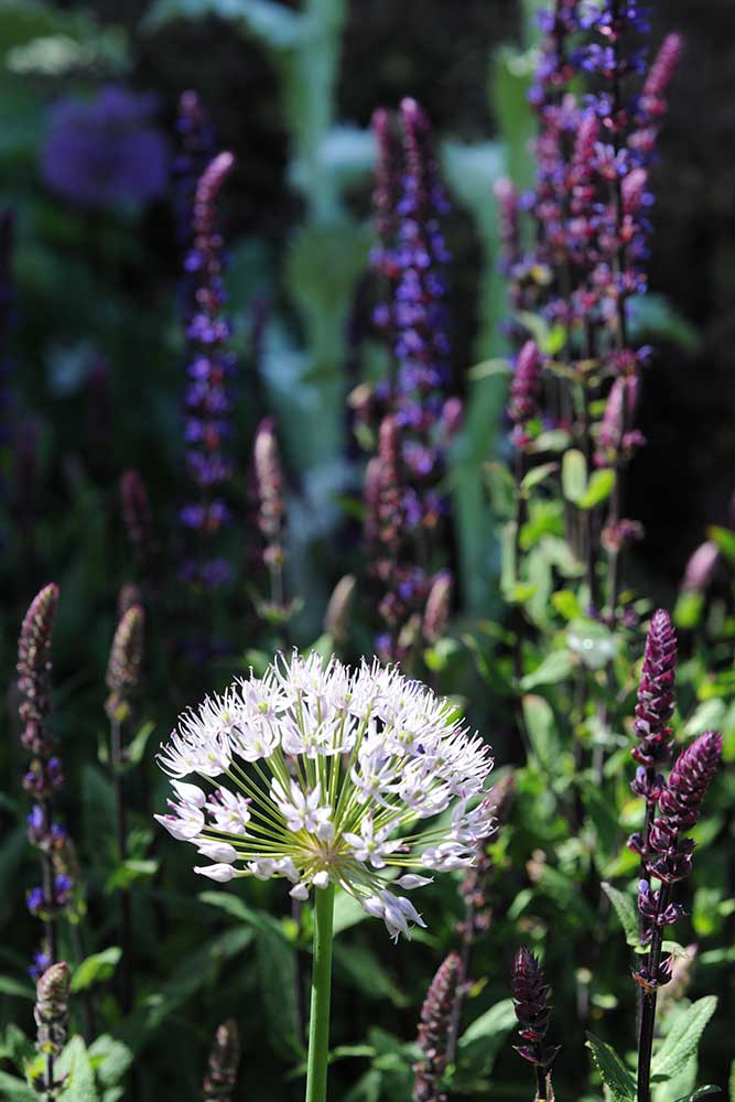 garden16 image 03
