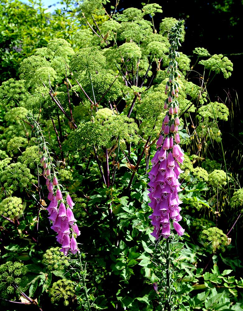 garden08 image 06